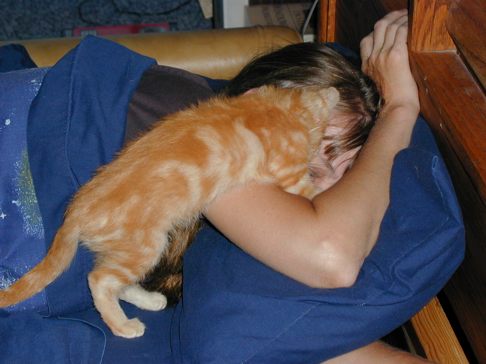 lindajdunn http://www.lindajdunn.com/cats/sleep.html