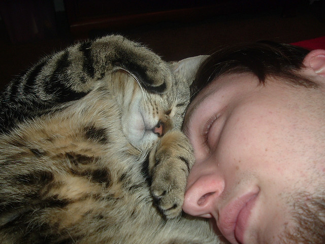 siamesekittens http://www.siamesekittens.com/gallery.html