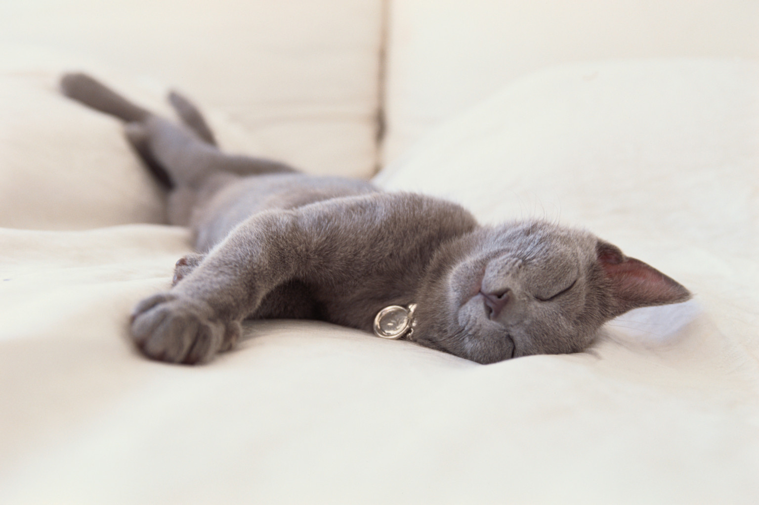 huffingtonpost http://www.huffingtonpost.com/rubin-naiman-phd/cats-and-sleep_b_3891010.html