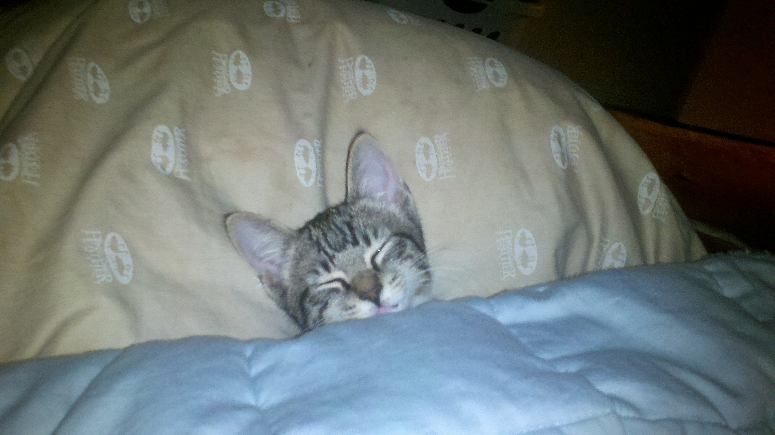 playbuzz http://www.playbuzz.com/gregs/what-was-your-cat-in-its-past-life