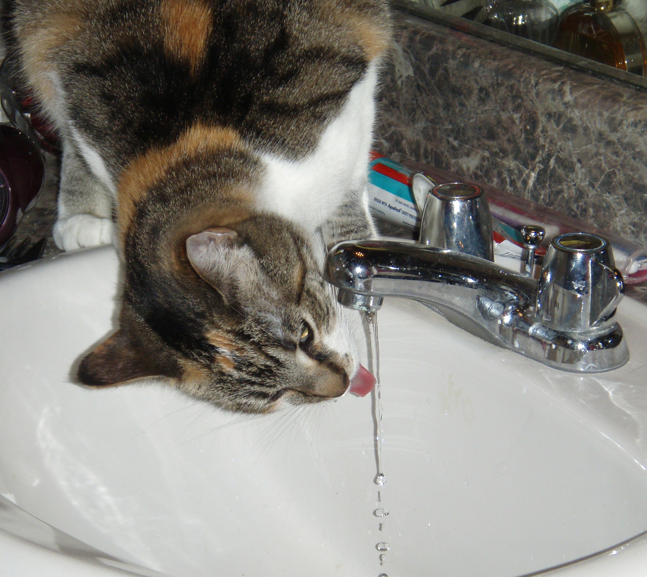 wordpress https://americanalps.wordpress.com/2009/12/02/an-aggie-thanksgiving/